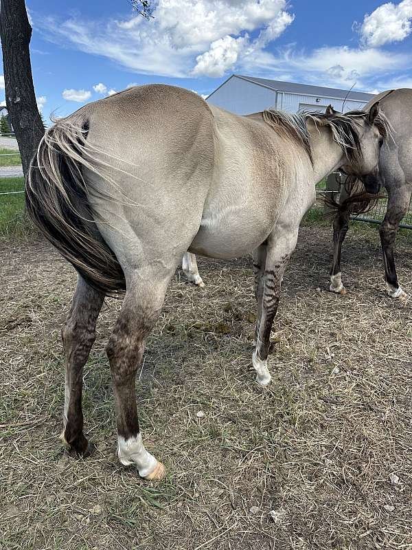 black-dun-stallion-horse