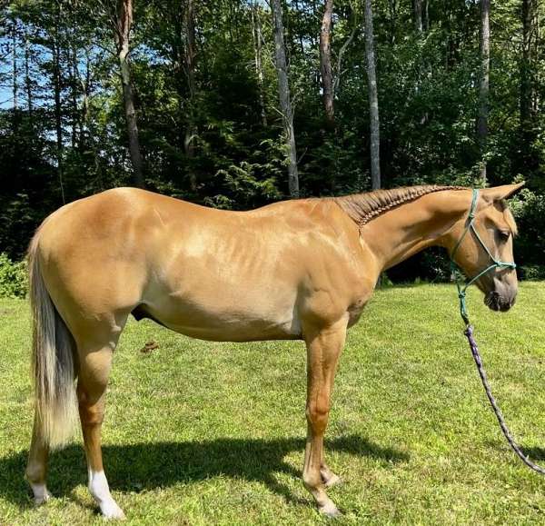 red-dun-all-around-natural-horsemanship-training-horse