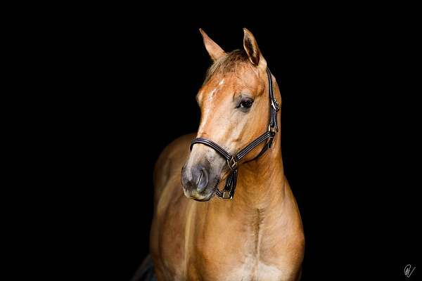 red-dun-all-around-natural-horsemanship-training-horse