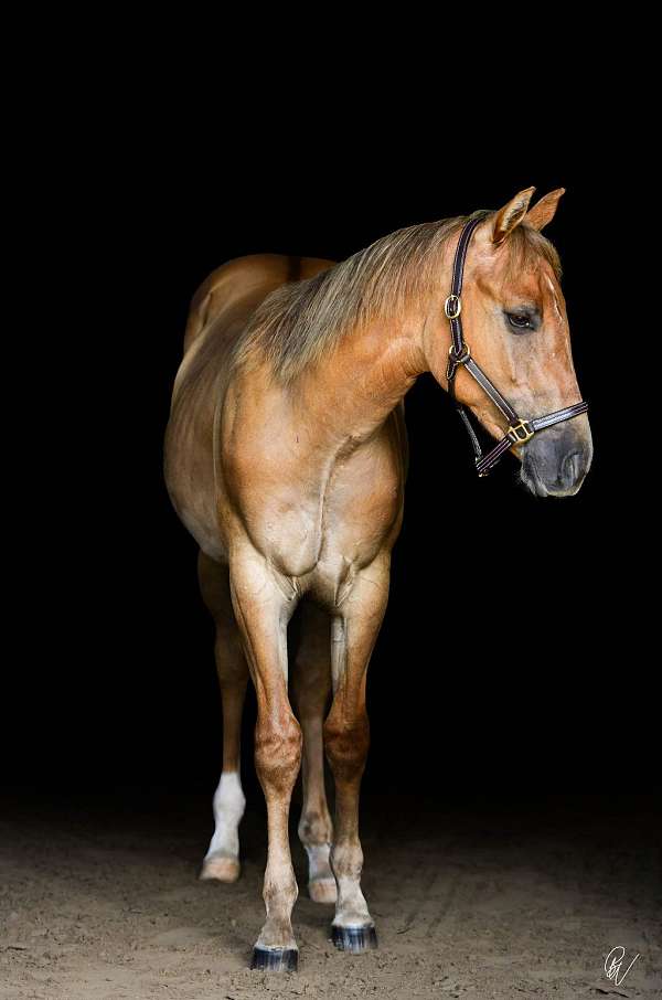 fairgrounds-quarter-horse