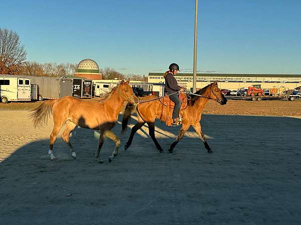 horse-affaire-gelding