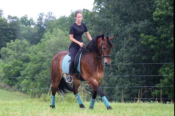 buckskin-black-points-horse