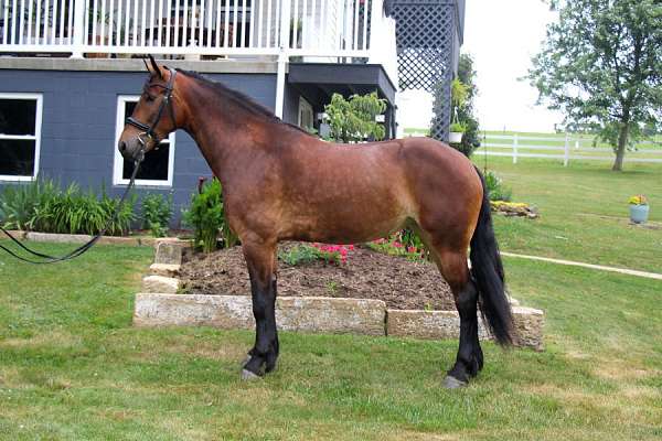 dressage-prospect-friesian-horse