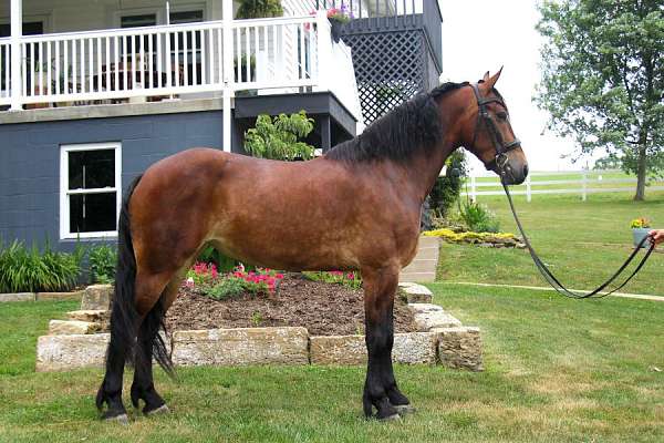 english-pleasure-friesian-horse