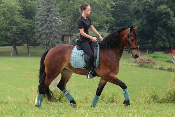 western-pleasure-friesian-horse