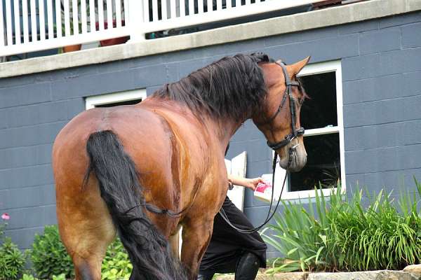 mare-friesian-horse