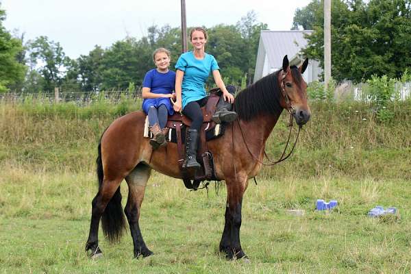 dressage-friesian-horse