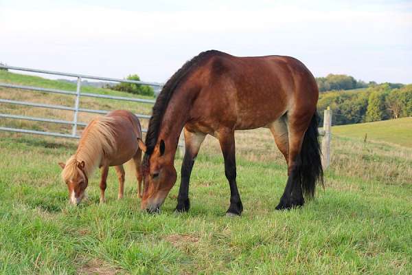 friesian-horse