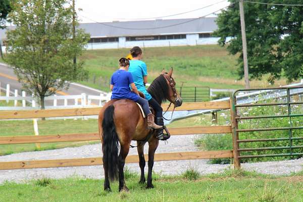 husband-safe-friesian-horse