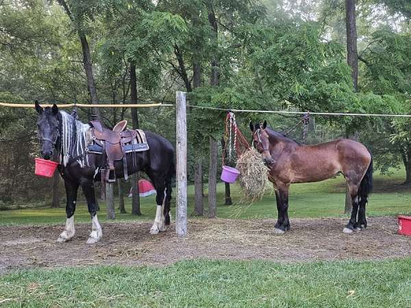 pleasure-driving-friesian-horse