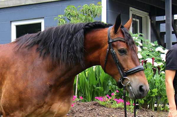 trail-riding-friesian-horse