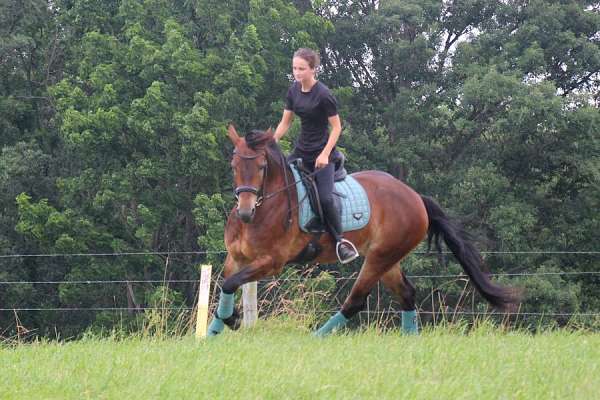 cde-driving-prospect-friesian-horse