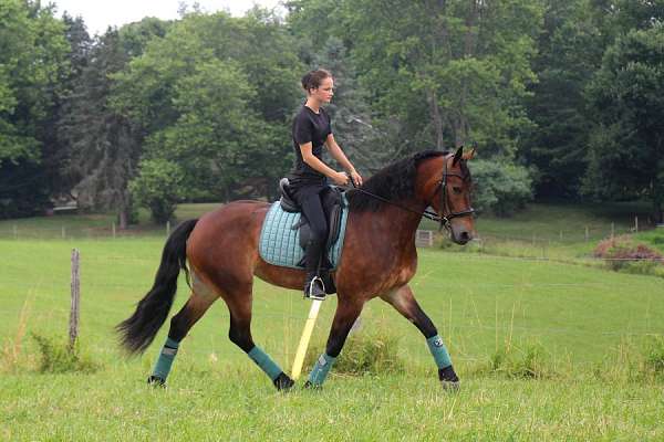 haflinger-friesian-horse