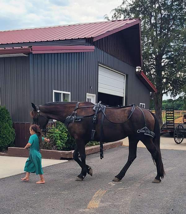 all-around-friesian-horse