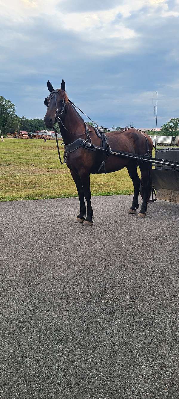 driving-friesian-horse