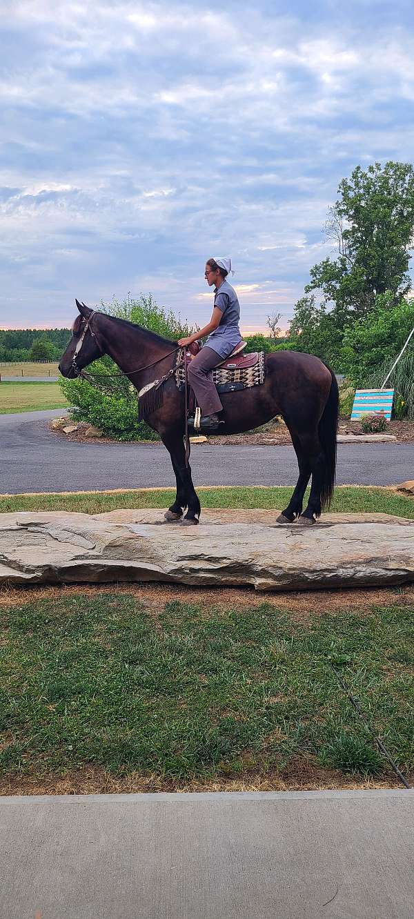 harness-friesian-horse