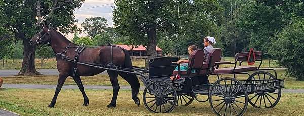 trail-riding-friesian-horse