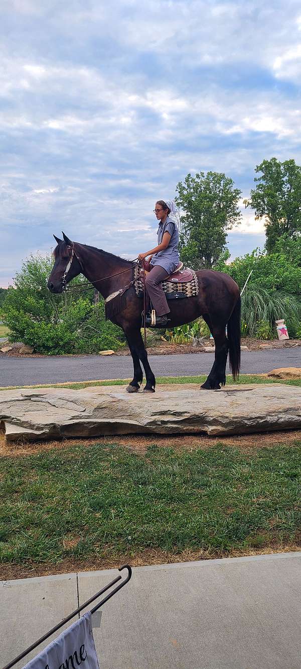 youth-friesian-horse