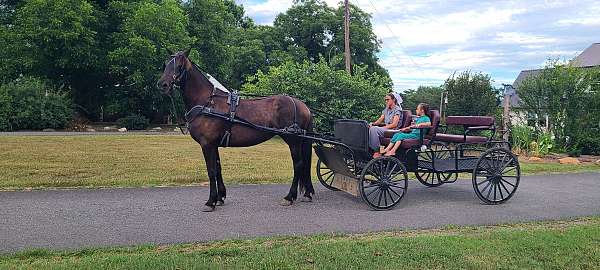 black-friesian-mare