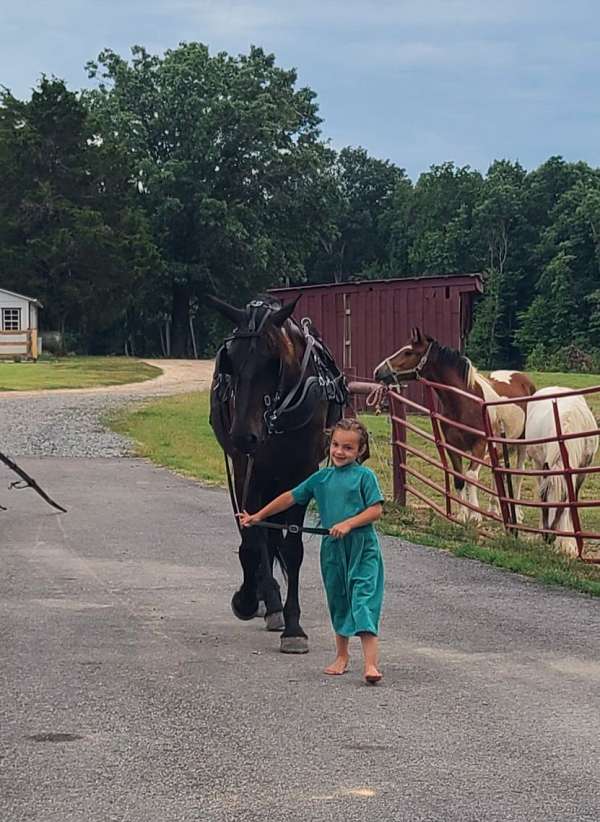 black-all-around-horse