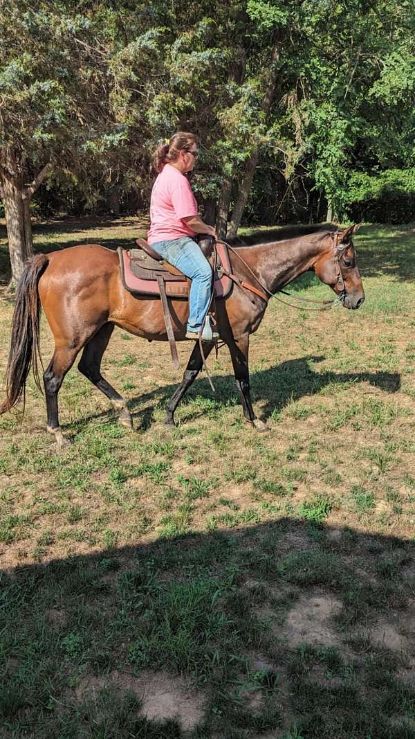 ottb-thoroughbred-horse