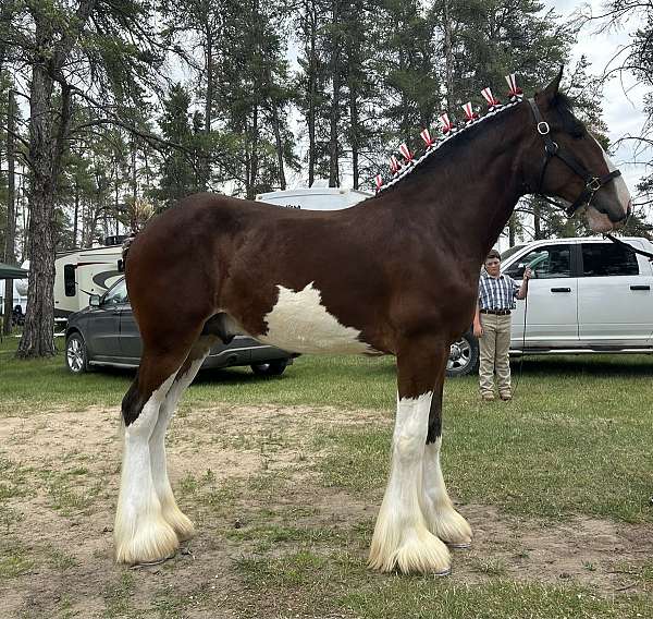 bay-clydesdale-stallion-yearling