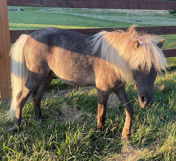 grey-flaxen-mane-tail-horse