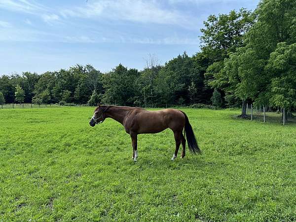 chestnut-left-fore-stocking-horse