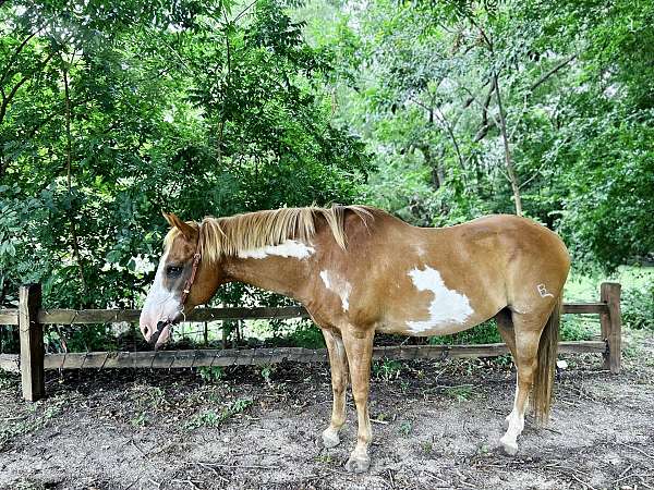 adults-quarter-horse