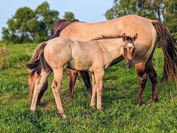 foundation-quarter-horse