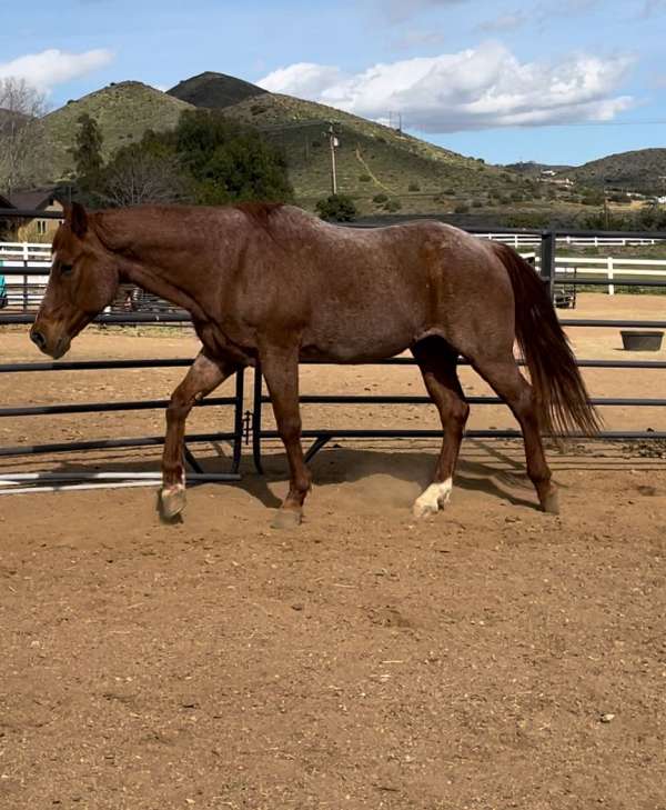 quarter-horse-gelding