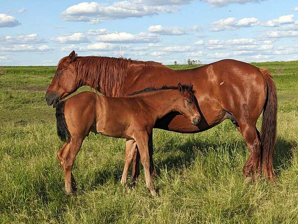 calf-roping-quarter-horse