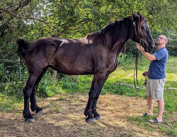 percheron-mare