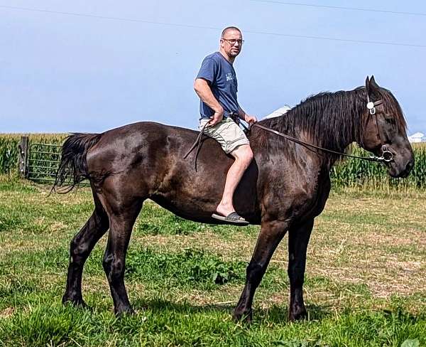 percheron-horse-for-sale