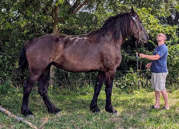 percheron-horse