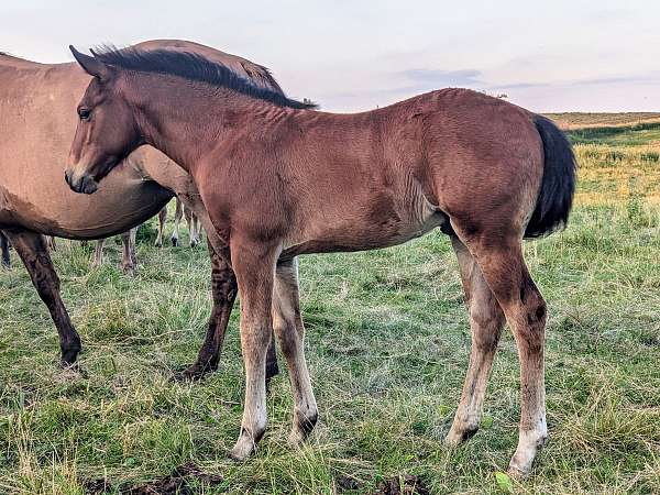 all-around-quarter-horse