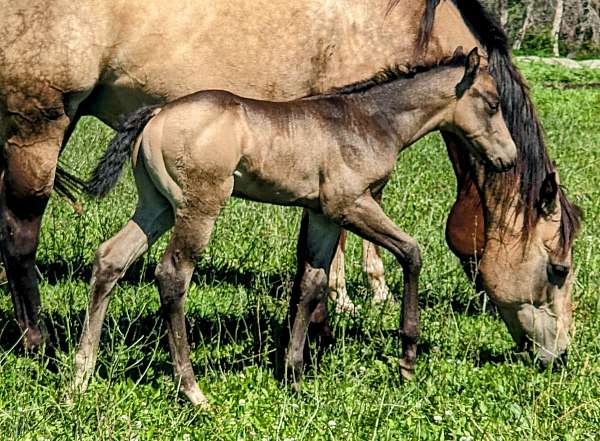 all-around-quarter-horse