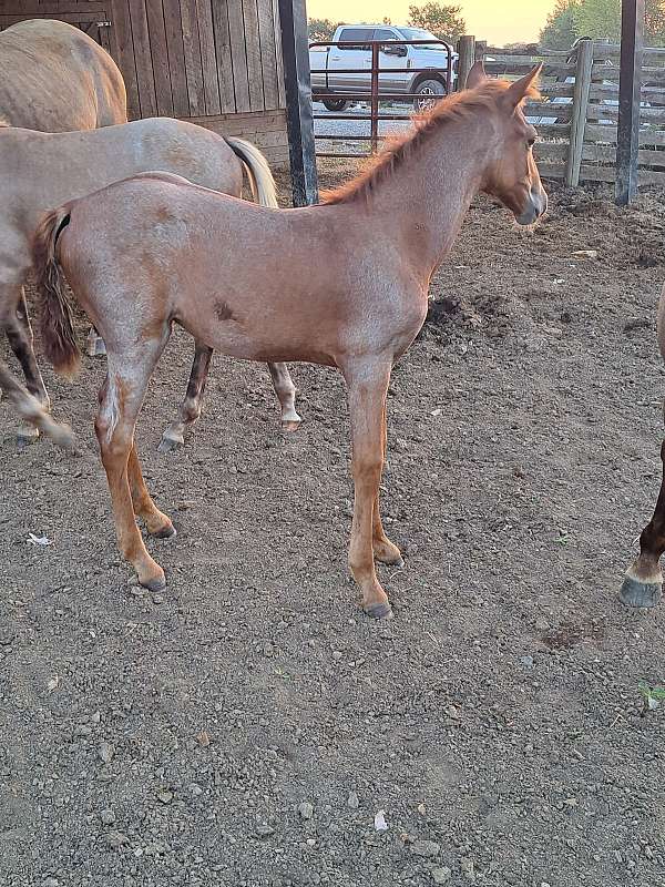 roan-sorrel-filly-for-sale