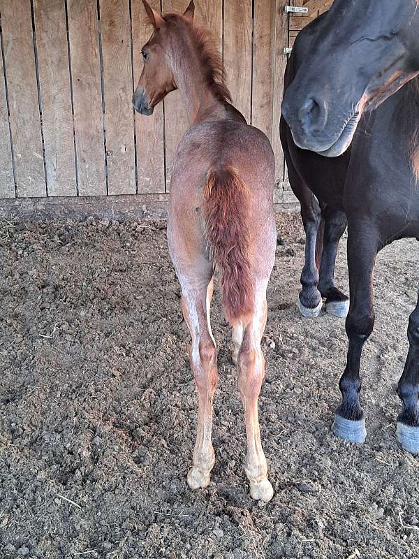 roan-sorrel-horse-for-sale