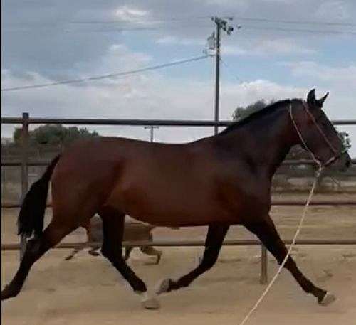 good-conformation-andalusian-horse