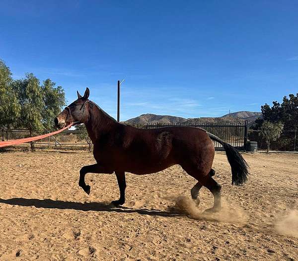 atrevido-mango-lineage-andalusian-horse