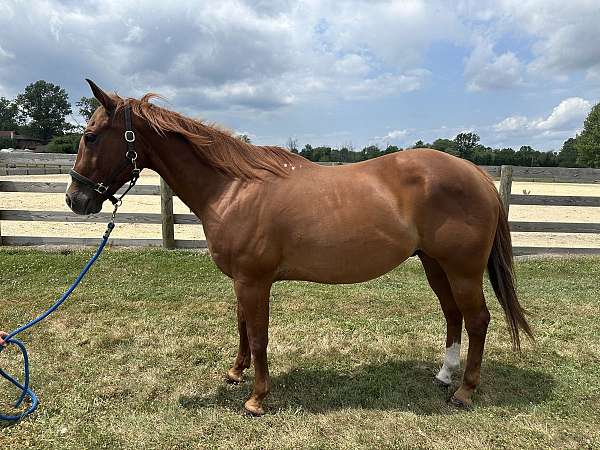 chestnut-quarter-horse-gelding