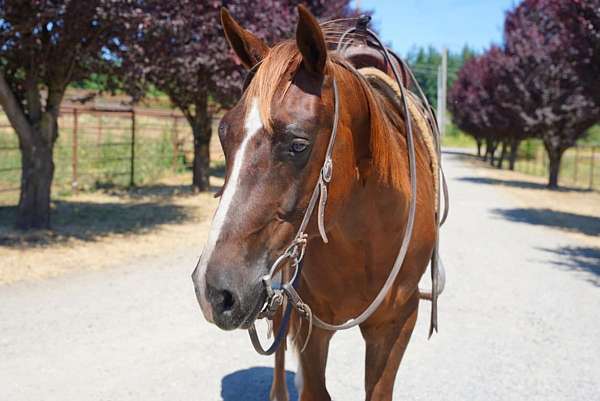 barrel-racing-quarter-horse