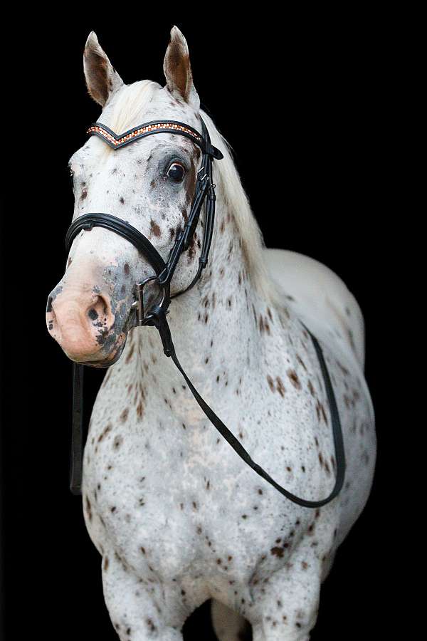 white-leopard-pony