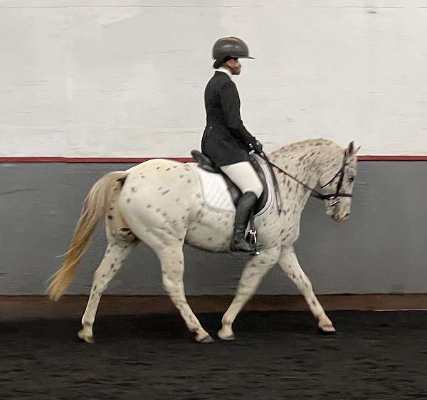 white-working-equitation-pony