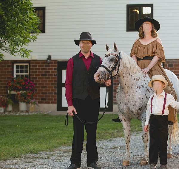 white-western-dressage-pony