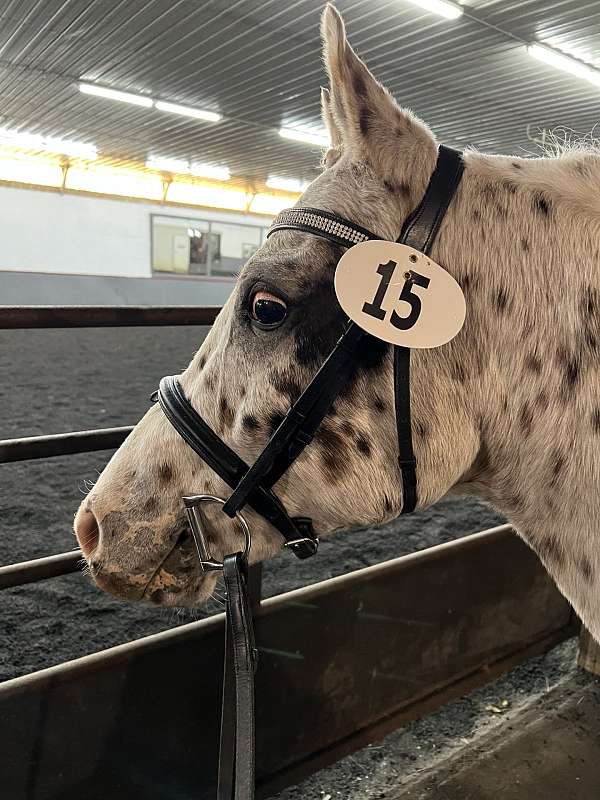 dressage-pony