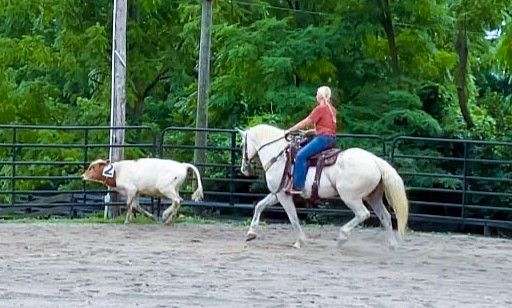 grey-see-pics-horse