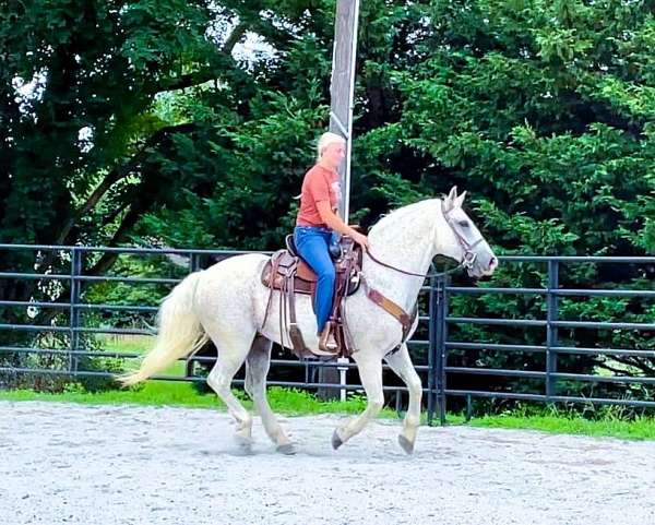 flashy-percheron-horse