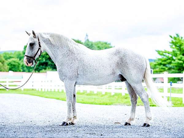 family-percheron-horse